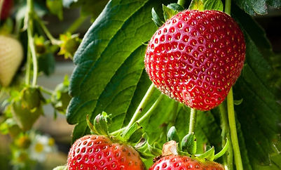 Strawbs-L.jpg