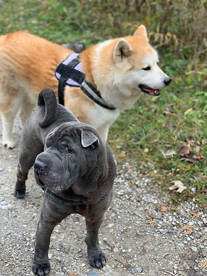 Bamboo und Takumi.JPG