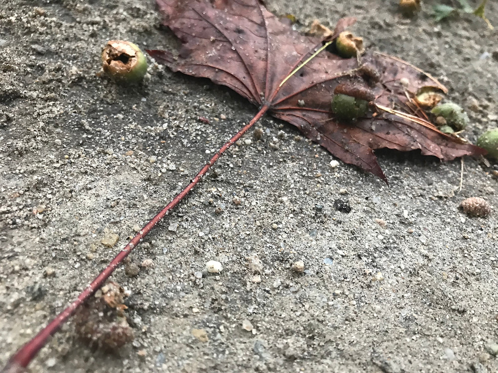 Autumn 3