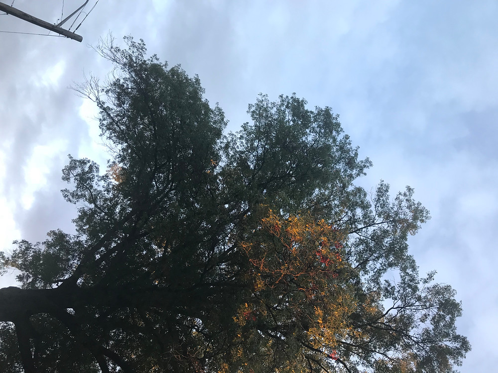 Autumn 1