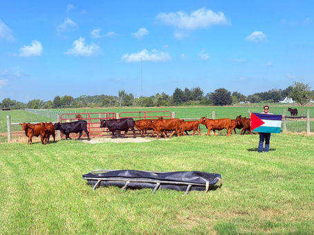 Guanacaste busca dar un salto genético en su ganadería:Cámara de Ganaderos de Liberia apuesta por genética especializada