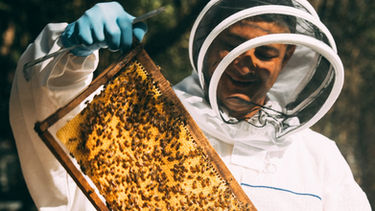 Guanacaste impulsa laboratorio genético de abejas para enfrentar el cambio climático