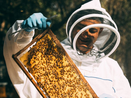 Guanacaste impulsa laboratorio genético de abejas para enfrentar el cambio climático