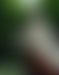 穿越中国迷园的小径