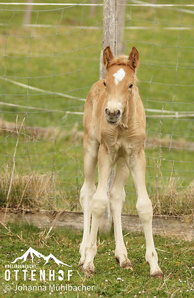 Tiroler Haflinger Hengstfohlen