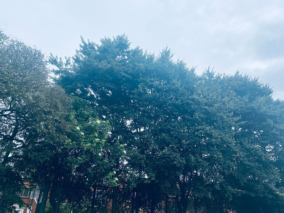 IMG_0640.jpeg