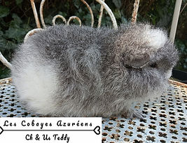 bébé ch teddy .jpg