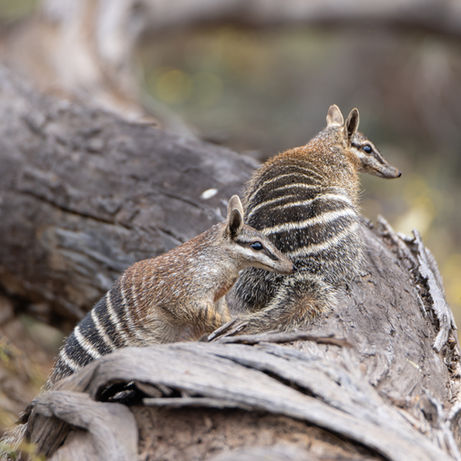 "The Elusive Numbat" 