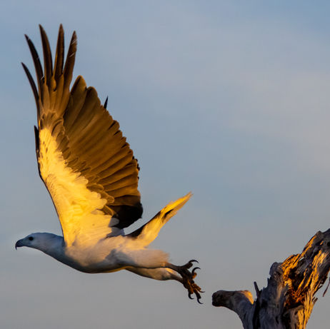 "White-bellied Sea Eagle" 