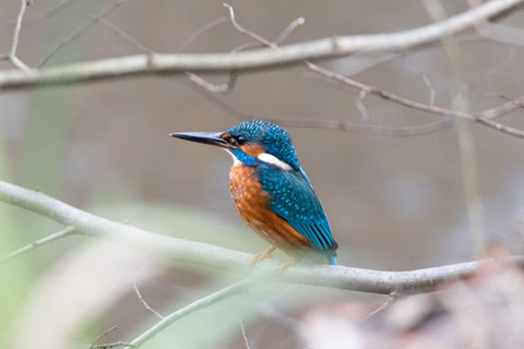 Kingfisher.jpg