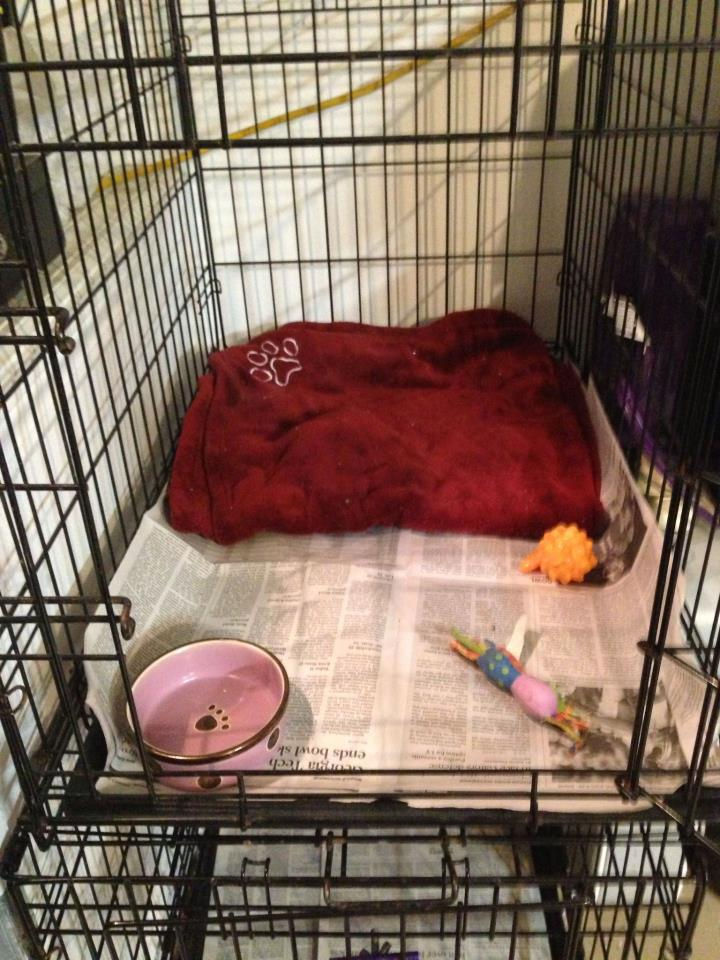 Crates for the dogs that prefer it