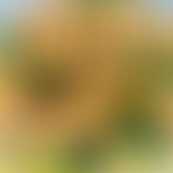 Shrimp Scampi Spaghetti Squash