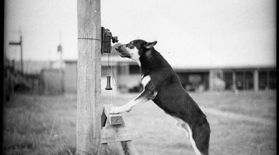 A black and white photo of a working dog talking into a very old-fashioned public telephone