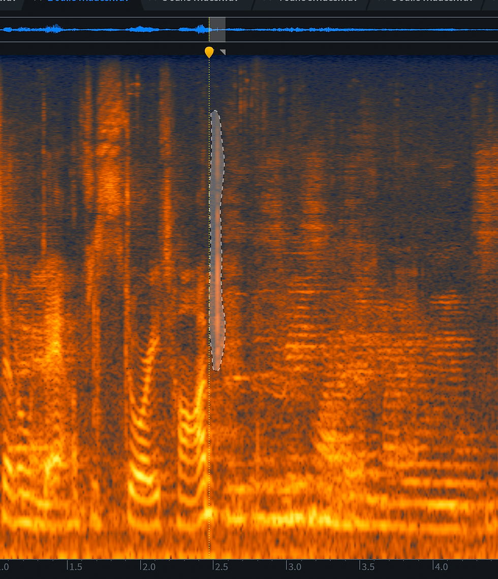 A visual representation of frequencies over time on a spectrogram. The black areas represent no sound. Areas of the frequency spectrum that do have sound are marked with varying degrees of intensity using an orange to yellow colour palette. A click has been circled and highlighted