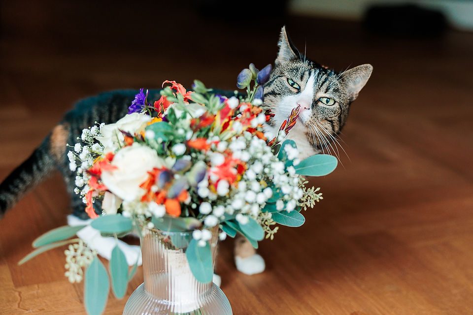 Poes bekijkt bruidsboeket