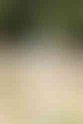 Bruidspaar kust elkaar op stenen brug over vijver bij Fraeyelemaborg in Slochteren, met bloemen op voorgrond.