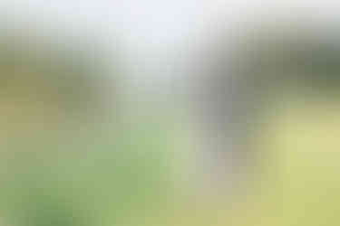 trouwreportage van ouder echtpaar