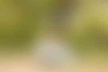 Spontaan aanstaand bruidspaar op een zomerse dag in de groene natuur