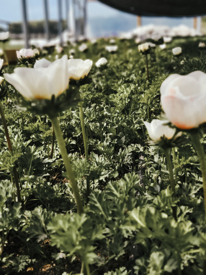 Thumbnail: Flower Club - Spring 2023