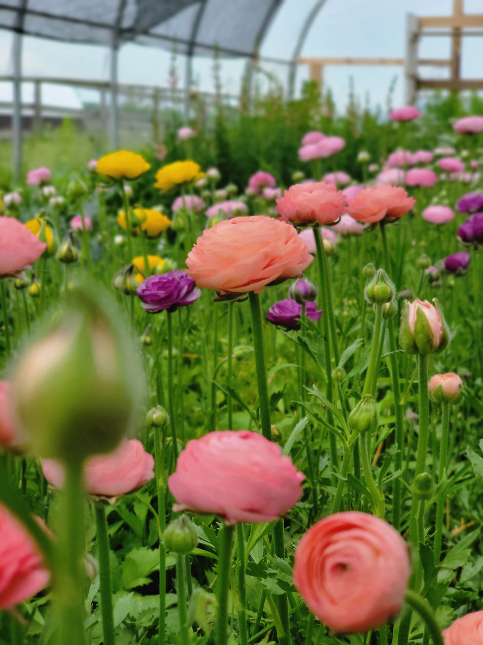 Thumbnail: Ranunculus