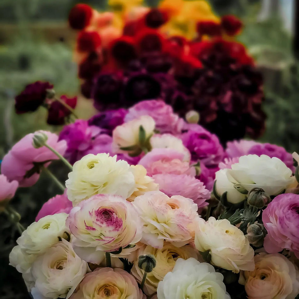 Thumbnail: Flower Club - Spring 2023