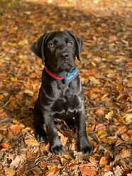 Dog training: the dog's self-offered sit is reinforced with verbal praise.