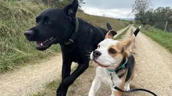 Labrador und Beagle rennen fröhlich über die Wiese bei der Hundebetreuung in der Region Brugg