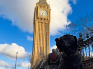 Mit Hund nach England und London reisen: Hund Milou sitzt entspannt vor dem Big Ben in Zone 1 und zeigt, wie alltagstauglich und stadtsicher Reisen mit Hund sein kann.