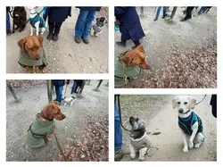 Fotocollage einer Gruppenstunde in Riniken mit Übungen zu Impulskontrolle, Leinenführigkeit und Fuss