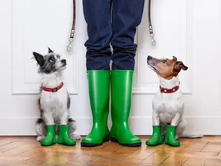 Zwei Hunde sitzen aufmerksam neben ihrem Halter mit grünen Gummistiefeln – Beispiel für Hundetraining bei Regen und unterschiedlichen Wetterbedingungen.