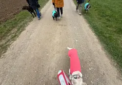 Hunde laufen ruhig in einer Trainingsgruppe bei Hundeschule Qi-Dog Keller in Riniken nahe Rüfenach u