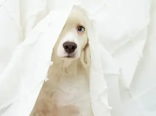 Hund versteckt sich unter einer Decke – typisches Verhalten bei Gewitterangst und Unsicherheit