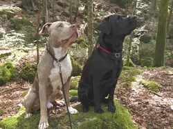 Labrador und American Bully genießen die Urlaubsbetreuung am Blausee – Spiel, Natur und Erholung