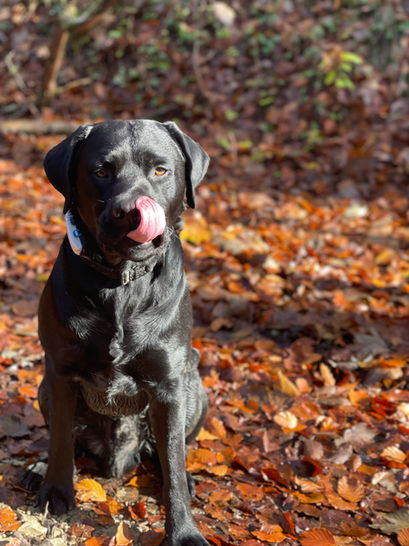 Dog school dog training dog trainer retrieving sitting attention orientation