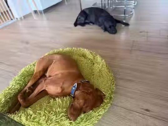 Vizsla und schwarzer Labrador dösen entspannt nach dem Lernspaziergang – ausgeglichene Hundebetreuung der Hundeschule Qi-Dog Keller im Aargau und Raum Bad Zurzach
