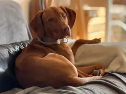 Vizsla entspannt auf der Couch während der Ferienbetreuung für Hunde in Bözen