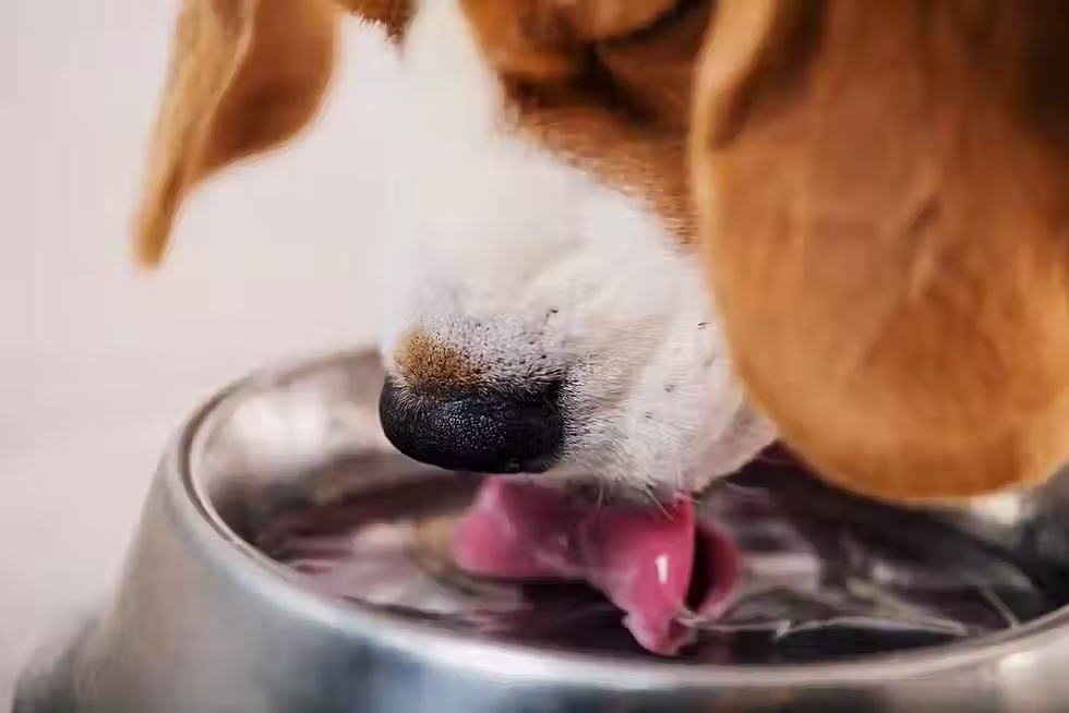 đ§ Wie viel Wasser braucht ein Hund pro Tag? â Wasserbedarf, Warnsignale und versteckte Gefahren
