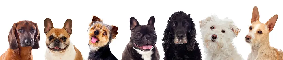 Hund mit gespitzten Ohren lauscht aufmerksam – Symbol für das empfindliche Hörvermögen von Hunden