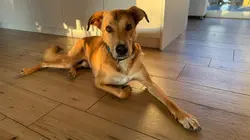 Hund entspannt gemütlich im Wohnzimmer bei der Tagesbetreuung mit Familienanschluss in Bözen