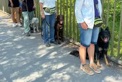 Mehrere Hunde stehen mit ihren Menschen auf einer schmalen Brücke in Brugg und üben entspannte Leine