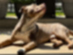 Hundebetreuung - Sonne auf der Terrasse geniessen können