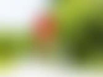 Frau joggt mit Labrador auf einem Waldweg im Frühling – Joggen mit Hund als gemeinsame Bewegung für Mensch und Hund.