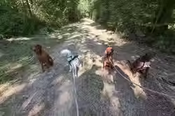 Hund wird beim Lernspaziergang zwischen Kaisten und Murg ohne Worte, nur mit Körpersprache geführt –