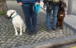 Zwei Hunde mit Maulkorb sitzen ruhig neben ihren Halterinnen beim Maulkorbtraining in Brugg. Das Tra