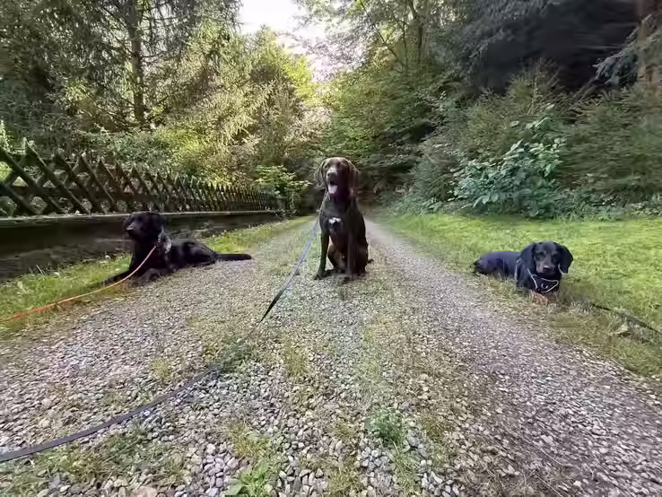 Hunde im Gruppentraining in Koblenz bei Leuggern im Aargau – Alltagstraining auf verschiedenen Untergründen