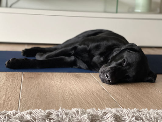 Dog training also requires the appropriate rest periods for the dog. Because what is learned is stored during sleep.