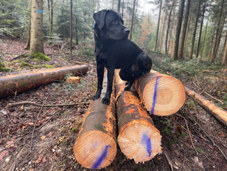 Dog school / dog training from leisure mode. Also possible on tree trunks