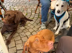 Drei Hunde – brauner Labrador, Vizsla und weisser Mischling – liegen und sitzen ruhig bei einem Rest