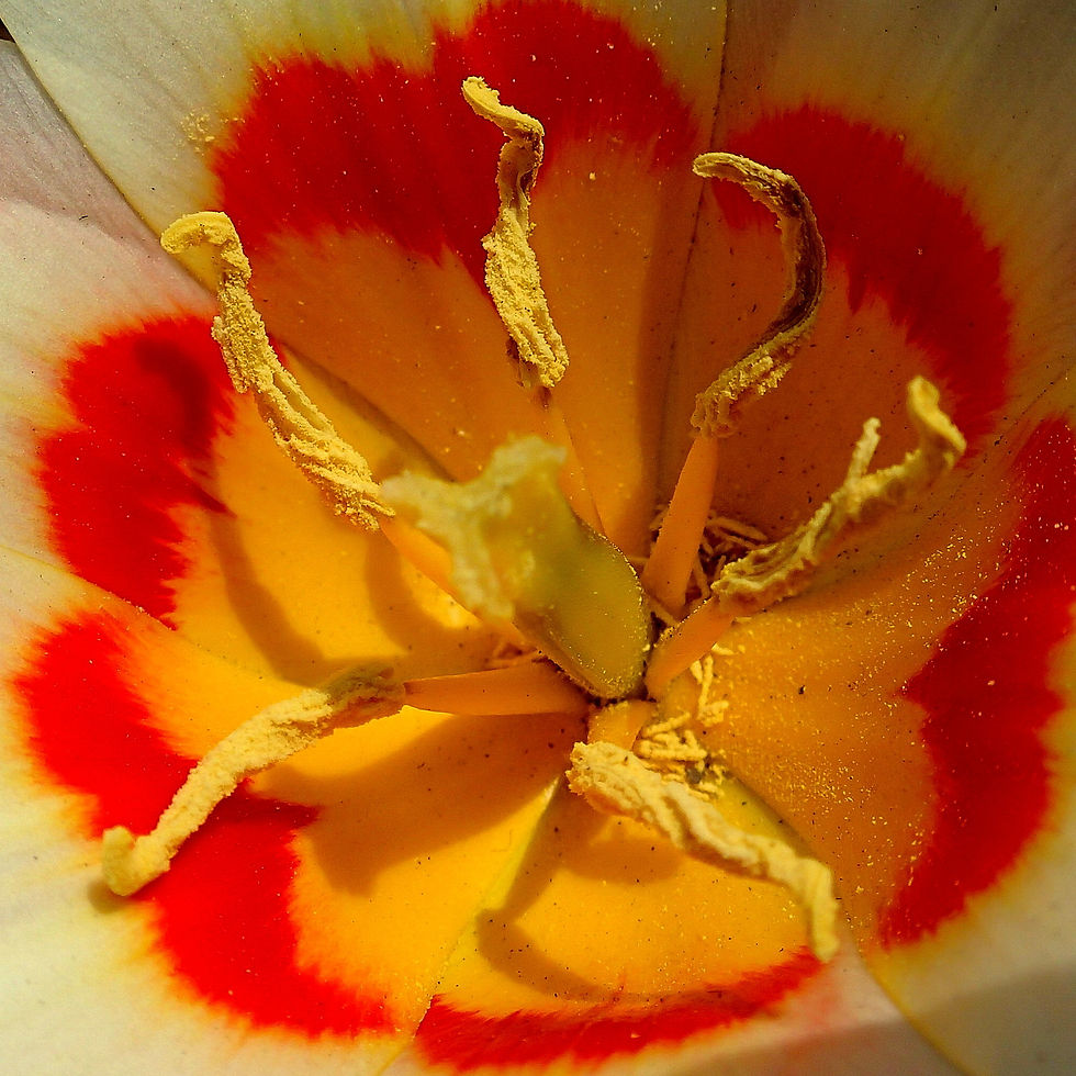 weiße_Tulpe