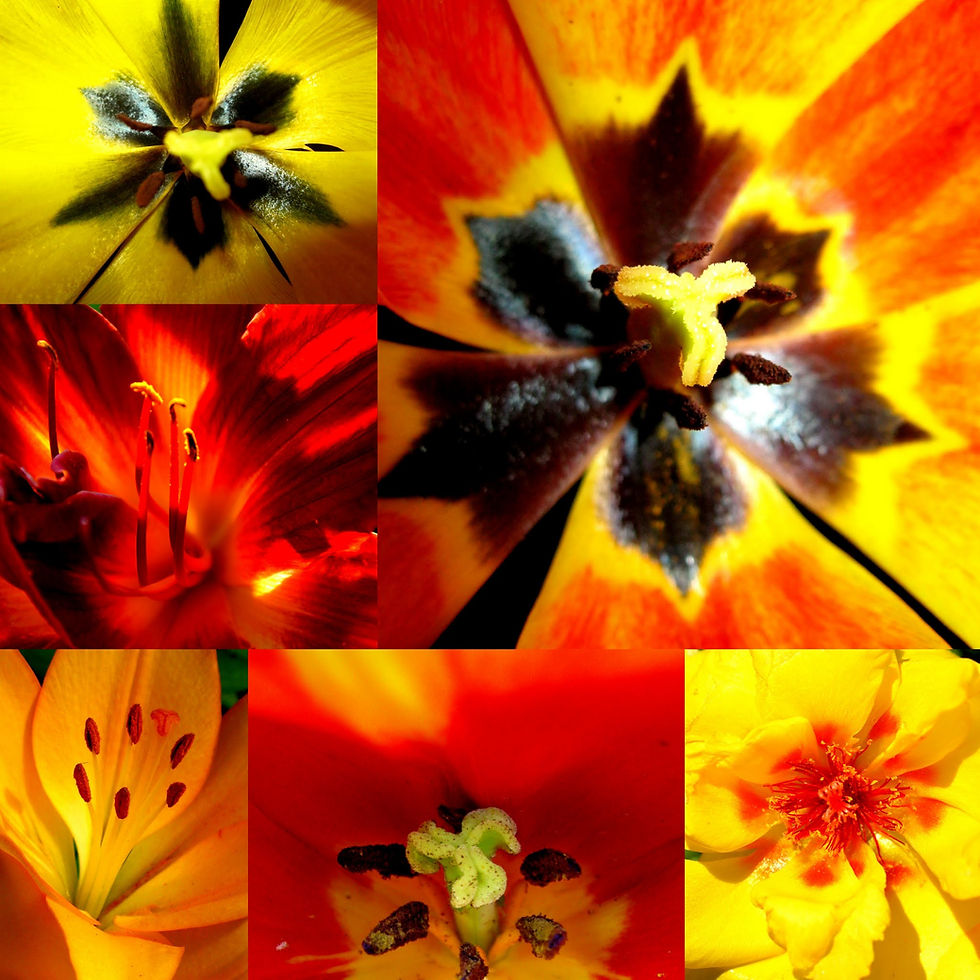 Collage Tulpen